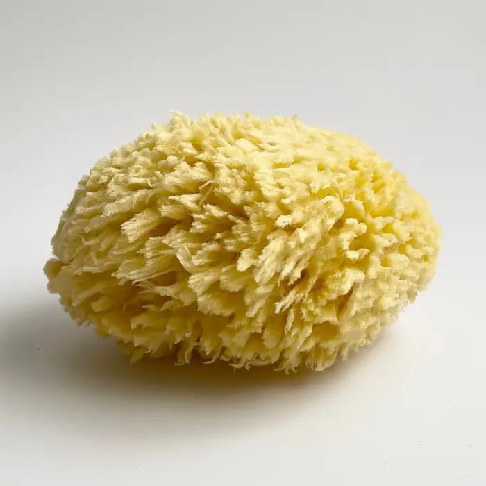 Natural Sea Sponge-Nectar Republic-Thistle Hill