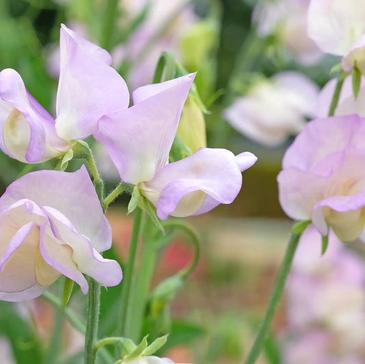 Sweet Pea ‘High Scent’ Flower Seeds-Decker Rd Seeds-Thistle Hill