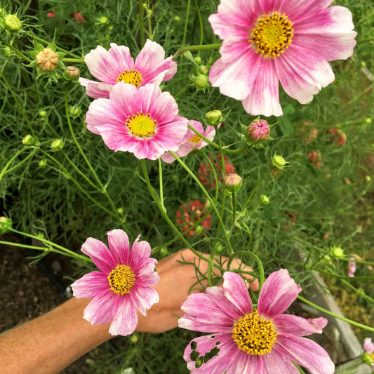 Cosmos ‘Daydream’ Flower Seeds-Decker Rd Seeds-Thistle Hill