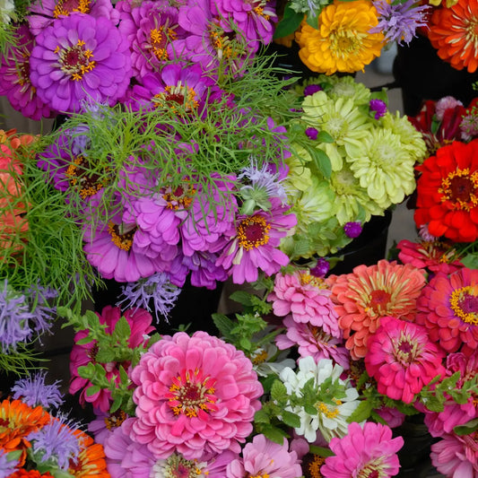 Zinnia Seeds ‘California Giants’-Decker Rd Seeds-Thistle Hill