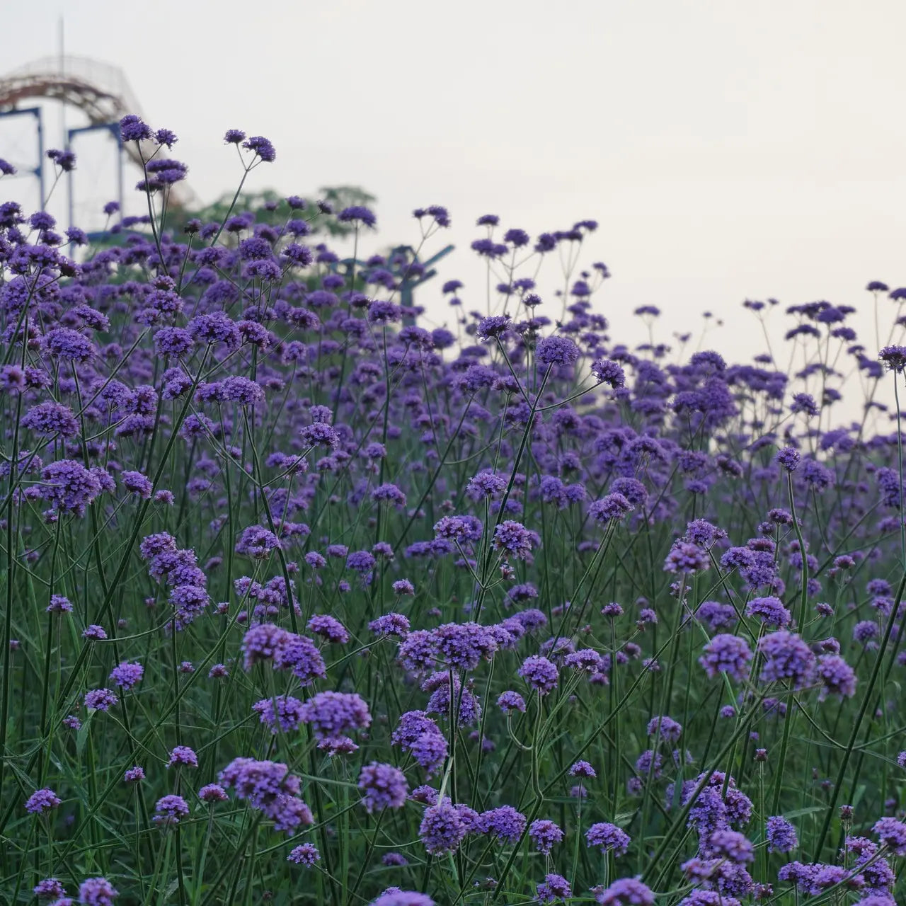 Purpletop Verbena Flower Seeds-Decker Rd Seeds-Thistle Hill