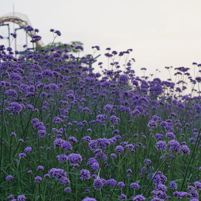 Purpletop Verbena Flower Seeds-Decker Rd Seeds-Thistle Hill