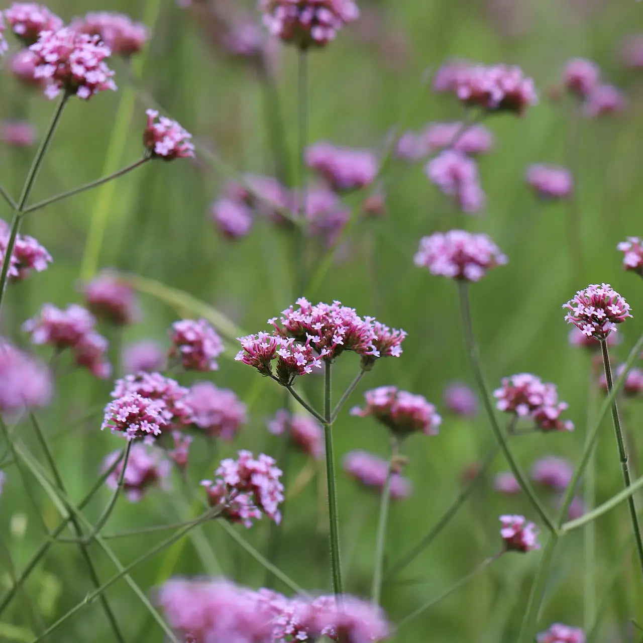 Purpletop Verbena Flower Seeds-Decker Rd Seeds-Thistle Hill