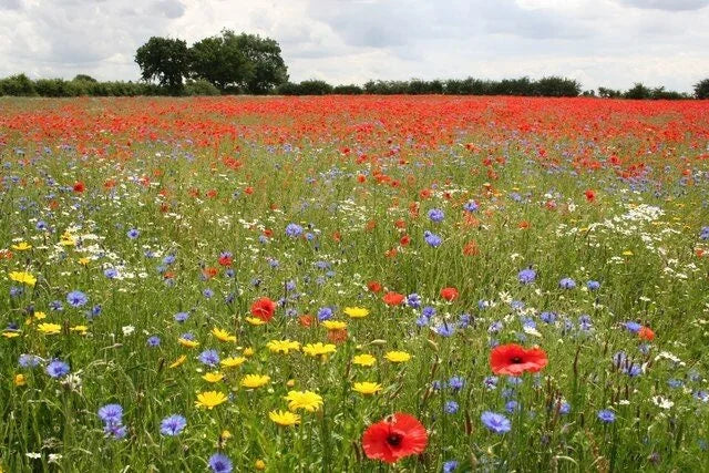 Wildflower Seeds ‘Native Perennial Mix’-Decker Rd Seeds-Thistle Hill